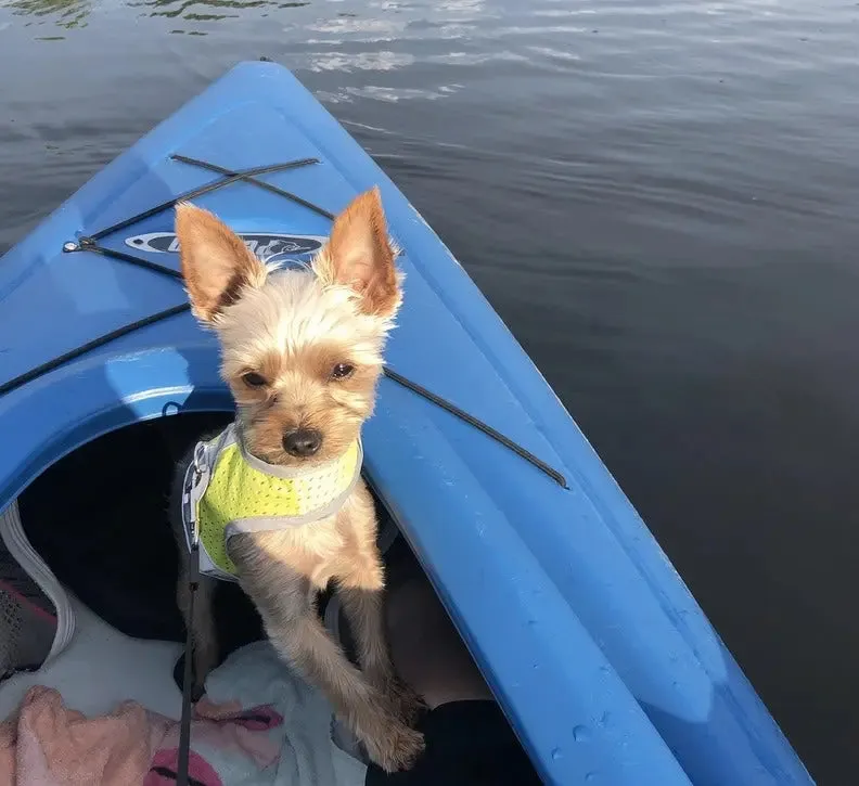 My Canine Kids Athletic Reflective Mesh Vest Harness Teacup to 15 LBS